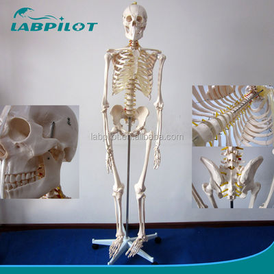 180cm Tall Life-Size Human Anatomical Model Ideal for Medical Teaching and Education