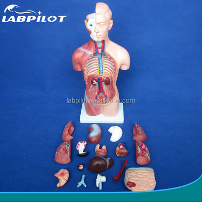 42CM Sexless Torso Model with Internal Organs 18 Parts and Detailed Torso Anatomy Model