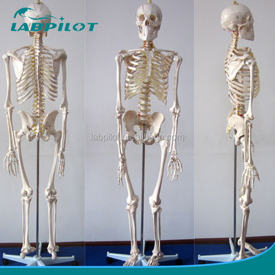 180cm Tall Life-Size Human Anatomical Model Ideal for Medical Teaching and Education
