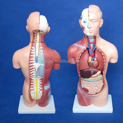 42CM Sexless Torso Model with Internal Organs 18 Parts and Detailed Torso Anatomy Model