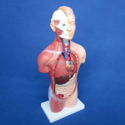 42CM Sexless Torso Model with Internal Organs 18 Parts and Detailed Torso Anatomy Model