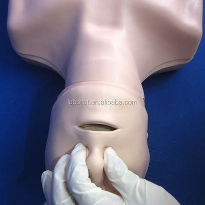 Half-body CPR Training Manikin The Perfect Addition to Your Emergency Skills Teaching