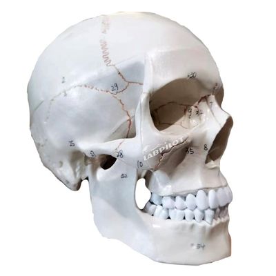 Educational Models Human Life-Size Skull Anatomical Model for Medical Science Teaching