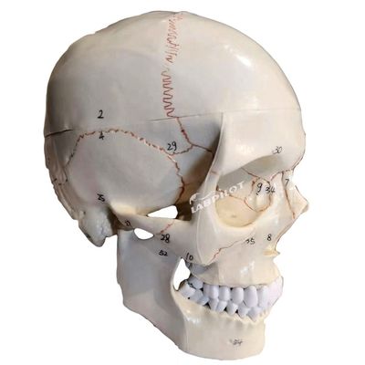 Educational Models Human Life-Size Skull Anatomical Model for Medical Science Teaching