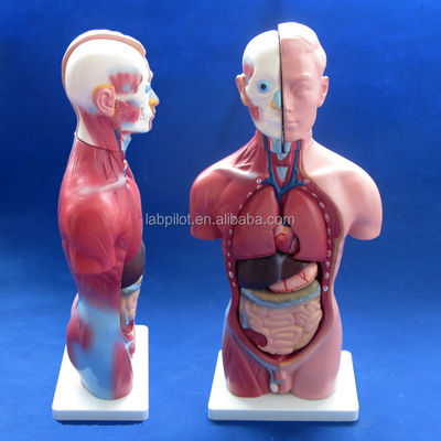 Anatomical Demonstration 42CM Male Torso with Internal Organs 13 Parts Anatomical Model