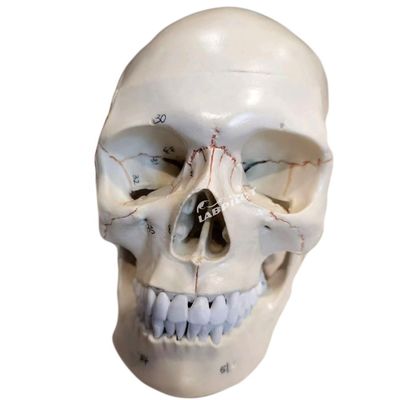 Educational Models Human Life-Size Skull Anatomical Model for Medical Science Teaching