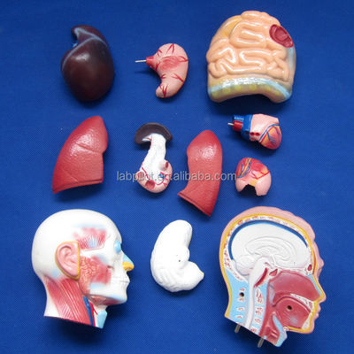 Anatomical Demonstration 42CM Male Torso with Internal Organs 13 Parts Anatomical Model