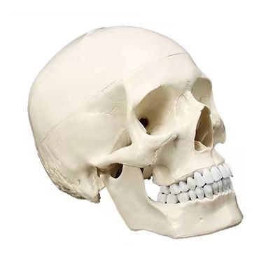 Deluxe Natural Size Human Anatomy Teaching Tool Vivid Skeleton Model for Anatomy Study