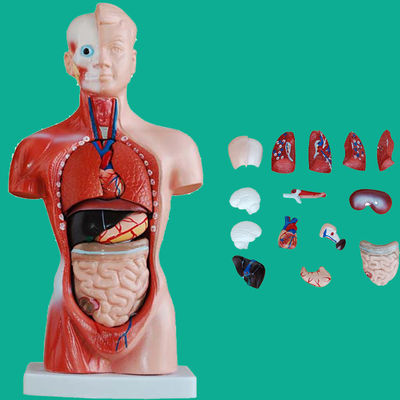 15 Parts Anatomy Trunk Model Essential for Understanding Human Body Structure