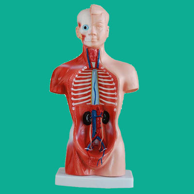 15 Parts Anatomy Trunk Model Essential for Understanding Human Body Structure