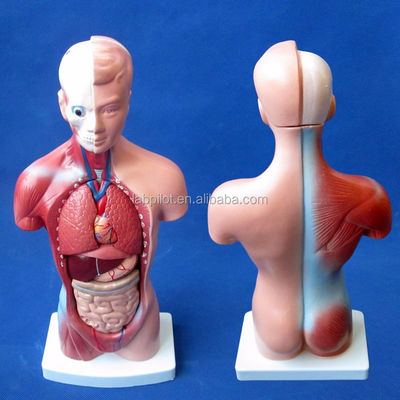 15 Parts Anatomy Trunk Model Essential for Understanding Human Body Structure