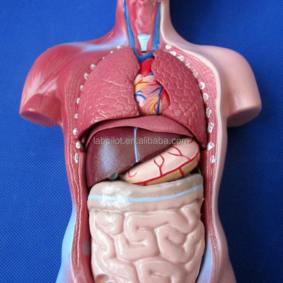 15 Parts Anatomy Trunk Model Essential for Understanding Human Body Structure