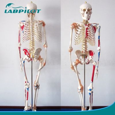 Medical Science Educational Model 180cm Tall Colored Skeleton with Muscles and Ligaments