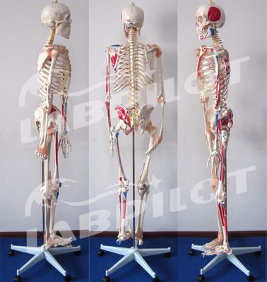 Medical Science Educational Model 180cm Tall Colored Skeleton with Muscles and Ligaments