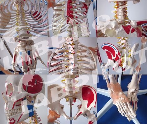 Medical Science Educational Model 180cm Tall Colored Skeleton with Muscles and Ligaments
