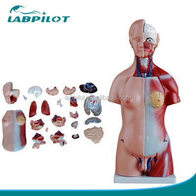 Anatomical Demonstration 23 Parts Torso Model with Internal Organs Function Liver