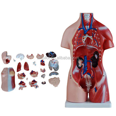 Anatomical Demonstration 23 Parts Torso Model with Internal Organs Function Liver