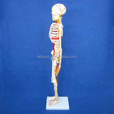 Medical Science Advanced PVC Human Skeleton Model with Nerves and Blood Vessels HOT 85cm