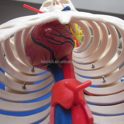 Medical Science Advanced PVC Human Skeleton Model with Nerves and Blood Vessels HOT 85cm
