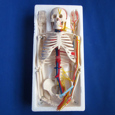 Medical Science Advanced PVC Human Skeleton Model with Nerves and Blood Vessels HOT 85cm