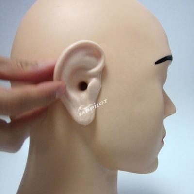 Human Life Size Vivid Ear Model The Ultimate Tool for Ear Irrigation Training Simulator