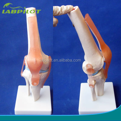 Human Anatomical Knee Joint Model for Medical Education Realistic and Detailed Design