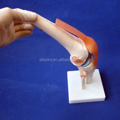 Human Anatomical Knee Joint Model for Medical Education Realistic and Detailed Design