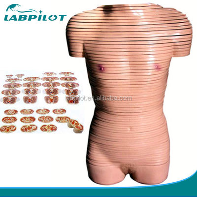 Human Life Size Female Torso Cross Section Anatomy Model Recommended for Schools