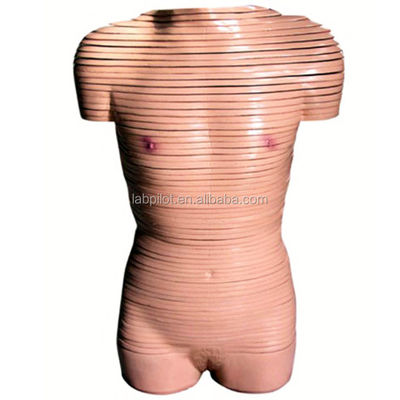 Human Life Size Female Torso Cross Section Anatomy Model Recommended for Schools