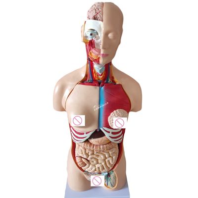 85CM Unisex Torso Mannequin Internal Organs Anatomy Model Human Torso Models Category