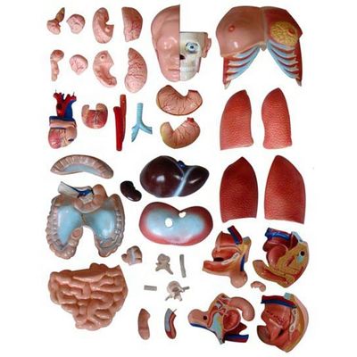 85CM Unisex Torso Mannequin Internal Organs Anatomy Model Human Torso Models Category