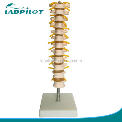 Educational Spine Model Thoracic Spinal Column with Nerves and Intervertebral Discs
