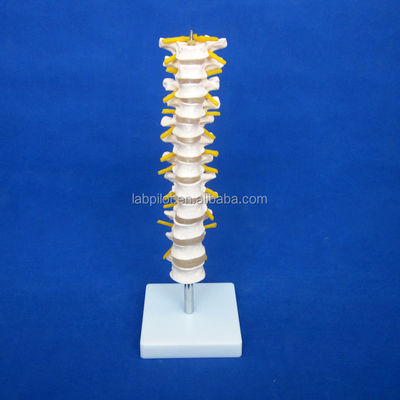 Educational Spine Model Thoracic Spinal Column with Nerves and Intervertebral Discs