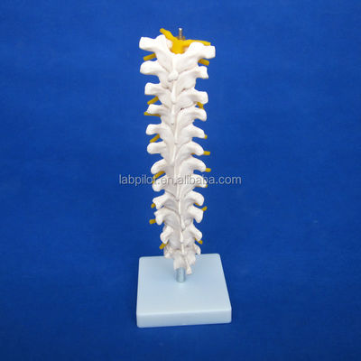 Educational Spine Model Thoracic Spinal Column with Nerves and Intervertebral Discs