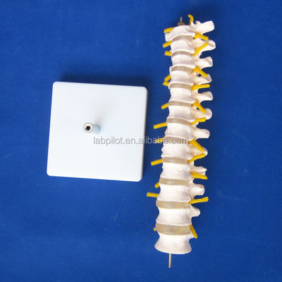 Educational Spine Model Thoracic Spinal Column with Nerves and Intervertebral Discs