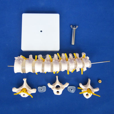 Educational Spine Model Thoracic Spinal Column with Nerves and Intervertebral Discs