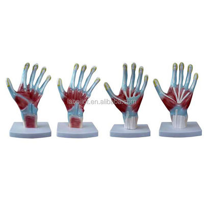 Item Palm Anatomy Models Human Life Size Hand Model for Medical Training Instruments