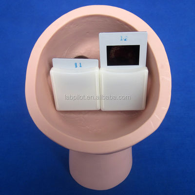 Manikin for Advanced Human Eye Examination Training Simulator Retinopathy Fundus Model