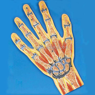 Vivid Hand Cross Section Anatomy Model Anatomical Model for Human Muscles Demonstration