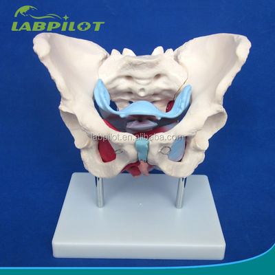Functional and Detailed Human Female Pelvic Model for Educational Demonstrations