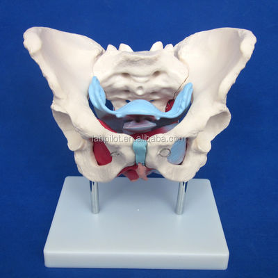 Functional and Detailed Human Female Pelvic Model for Educational Demonstrations