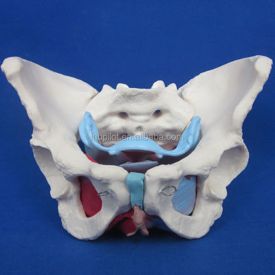 Functional and Detailed Human Female Pelvic Model for Educational Demonstrations