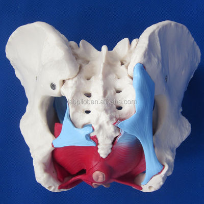 Functional and Detailed Human Female Pelvic Model for Educational Demonstrations