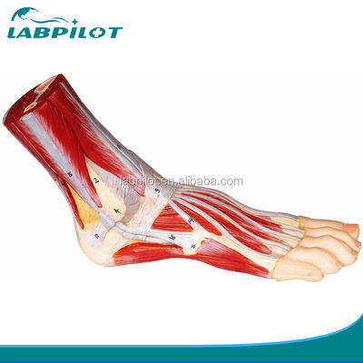 Educational Plantar Dissection Model for Detailed Foot Anatomy Structures and Functions