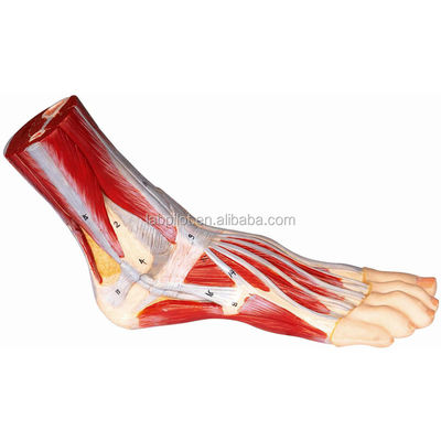 Educational Plantar Dissection Model for Detailed Foot Anatomy Structures and Functions