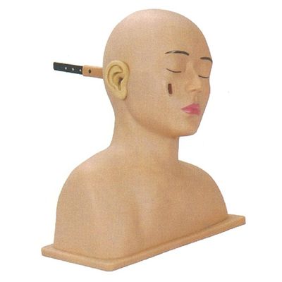 Otolaryngology Model for Advanced PVC Human Head and Ear Simulator Training