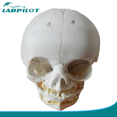 Educational Models Anatomical Demonstration Infant Skull Model for Medical Education