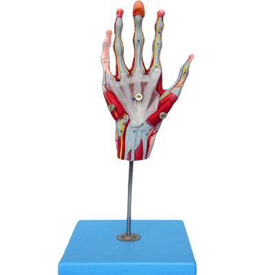 Muscles of Hand Vessels and Nerves Anatomical Hand Model for Displaying Hand Anatomy