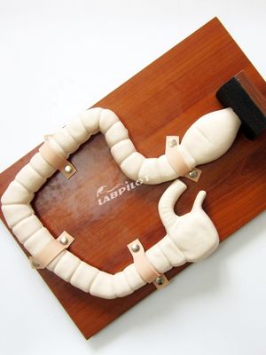 Human Sigmoidoscope Training with Vivid Large Intestine Model and Life Size Simulator