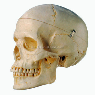 Anatomical Demonstration Model of Human Adult Skull for Medical Science Research